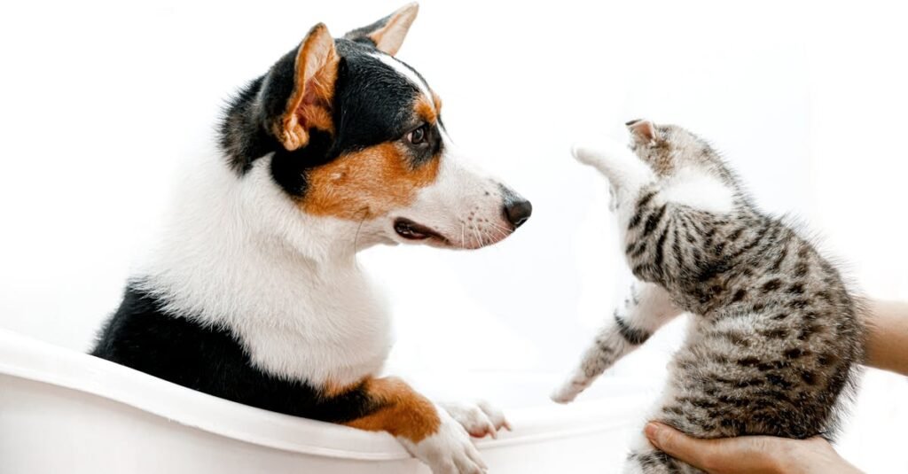 A cute scene of a cat and dog interacting playfully in a bathtub, indoors.